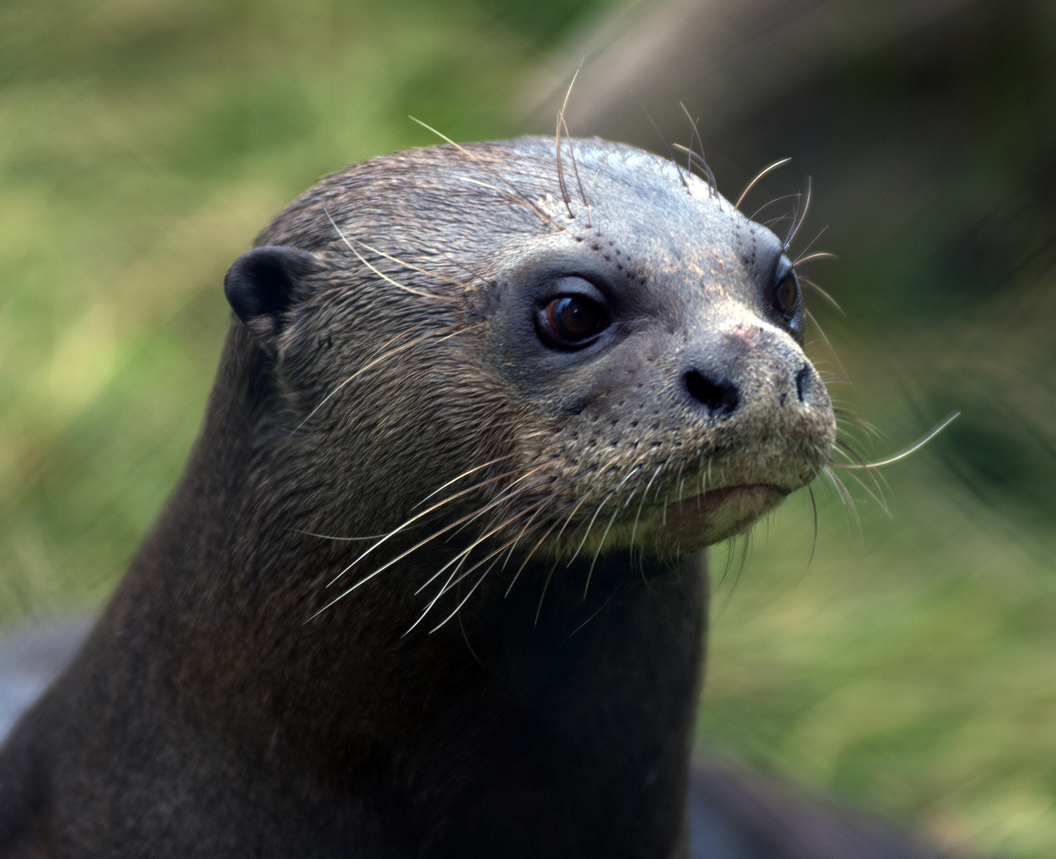 tête de loutre c'est mi mignon mi flippant