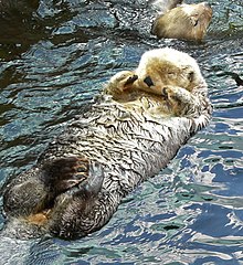 loutre trop mimi qui dort c'est trop mimi