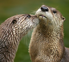 loutre sympa mais un peu ordinaire quoi bof